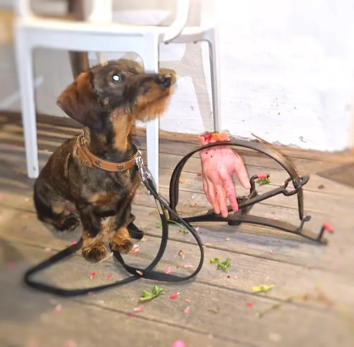 Hund neben einer realistisch geschminkten Handverletzung durch eine Fangfalle im Trainingsszenario